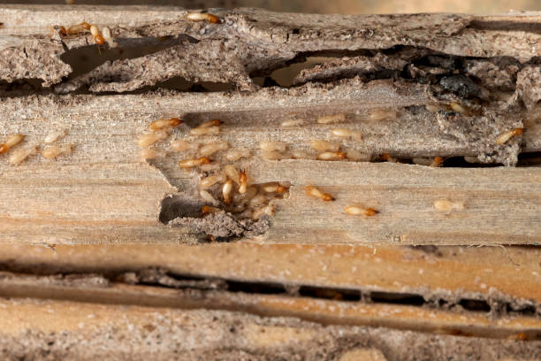 Best Best Pest Control Companies  in Briar Chapel, NC