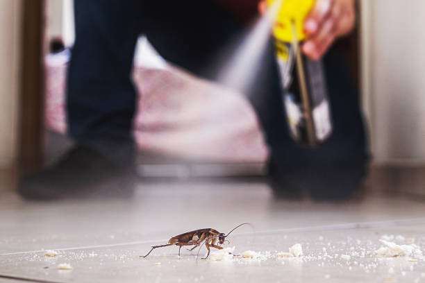 Wasp Removal Services in Briar Chapel, NC